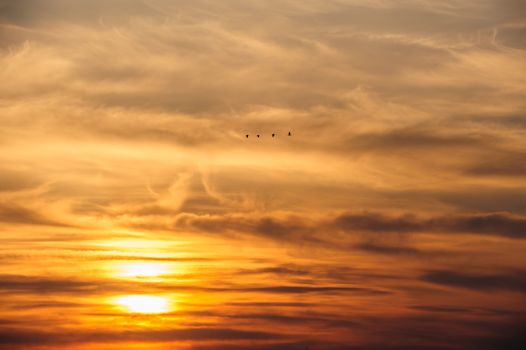 flying storks birds silhouettes on dramatic orange sunset background