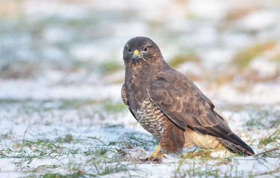 Common buzzard sitting on the winter ground