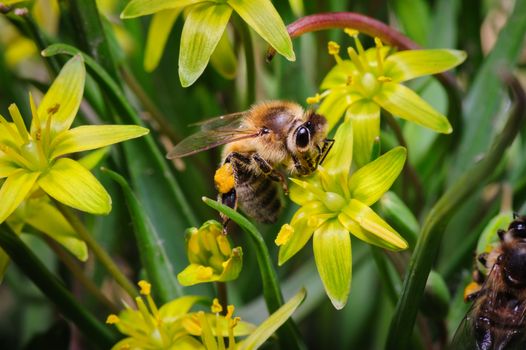 pollination with honey bee at yellow gage flowers