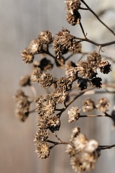 closeup of dried plant, selective focus, bokeh