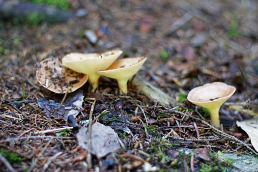 Brown mushrooms growing in the autumn forest