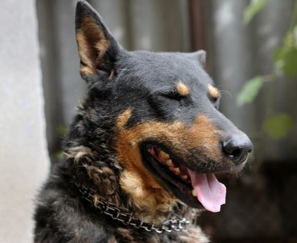 Portrait of mature dog sitting on the backyard