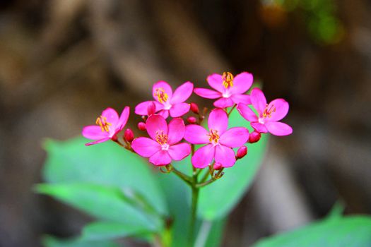 Exotic pink flower blooming on the branch of bush