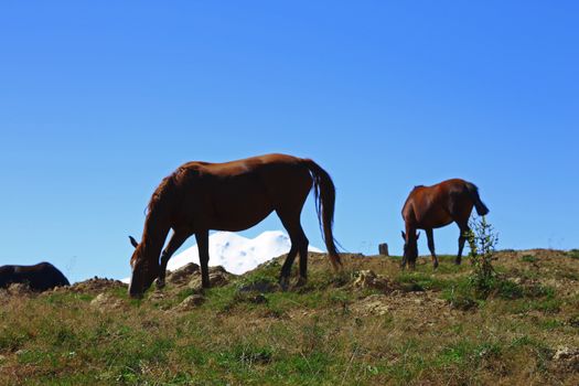 Horses on the summer autumn caucasus meadow