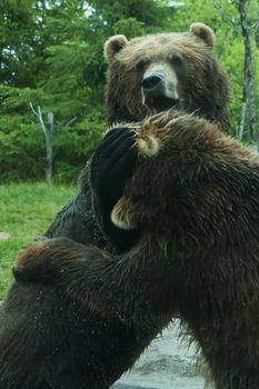 Two Grizzly (Brown) Bears Fighting and playing