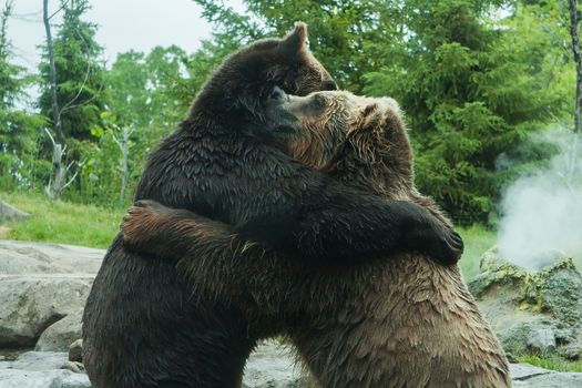 Two Grizzly (Brown) Bears Fighting and playing
