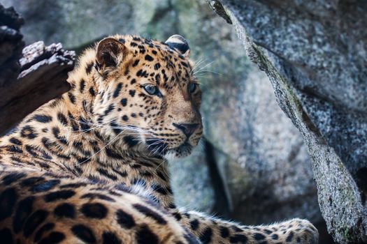 Amur Leopard falling asleep on a rock