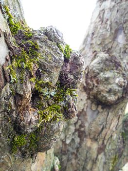 Closeup of burl on a grey oak tree with green moss, another burl in the background on trunk