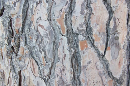 Tree bark close-up view
