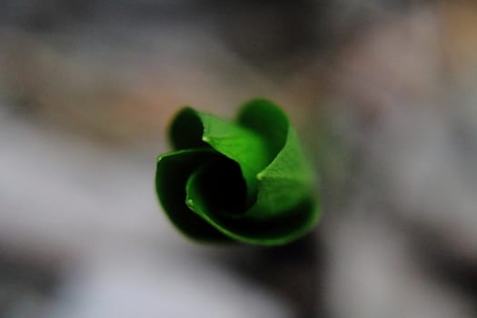a green plant with a blurry background