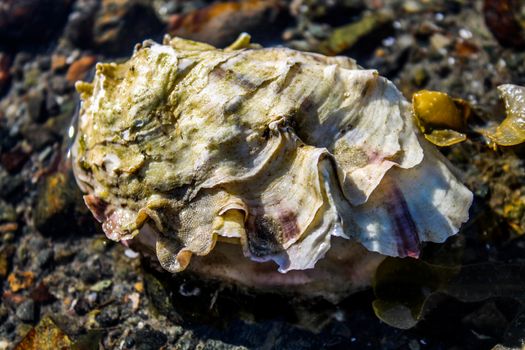 a wild oyster in a rock