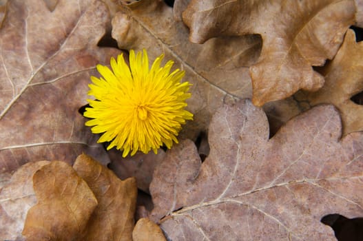 Dry leaves are stripped off the yellow dandelions.