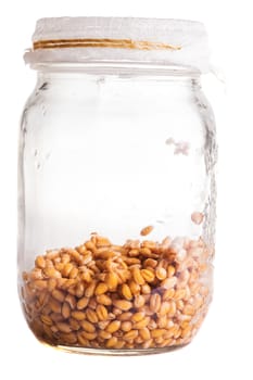 Wet Sprouting Weat Seeds in a Glass Jar Isolated on White background
