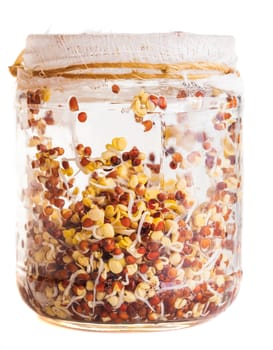 Sprouting Radish Seeds Growing in a Glass Jar Isolated on White Background