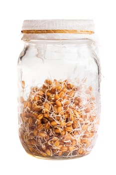 Sprouting Weat Seeds Growing in a Glass Jar Isolated on White Background