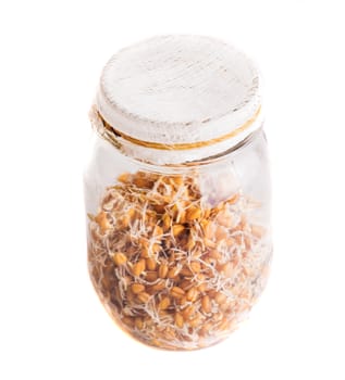 Top View of Sprouting Weat Seeds Growing in a Glass Jar Isolated on White Background