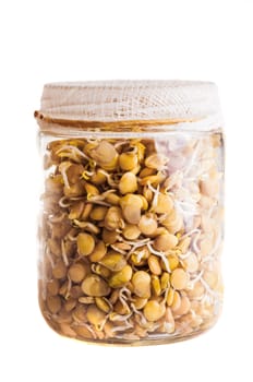 Sprouting Lentils Growing in a Glass Jar Isolated on White Background