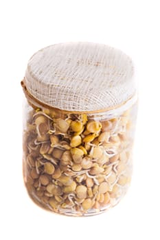 Top View of Sprouting Lentils Growing in a Glass Jar Isolated on White Background