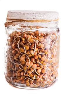 Sprouting Lentils Growing in a Glass Jar Isolated on White Background