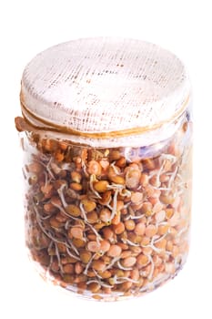 Top View of Sprouting Lentils Growing in a Glass Jar Isolated on White Background