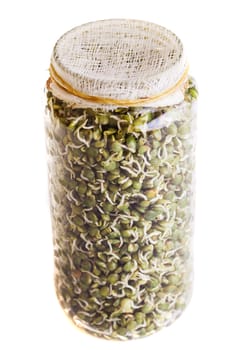 Top View of Sprouting Lentils Growing in a Glass Jar Isolated on White Background