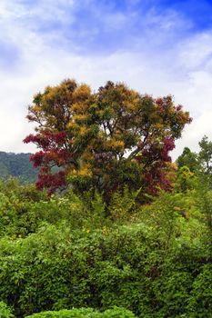 Multicolored Tree of Samosir Island. Lake Toba North Sumatra, Indonesia.