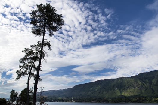 Pine Trees and Sky. Samosir Island North Sumatra, Indonesia.