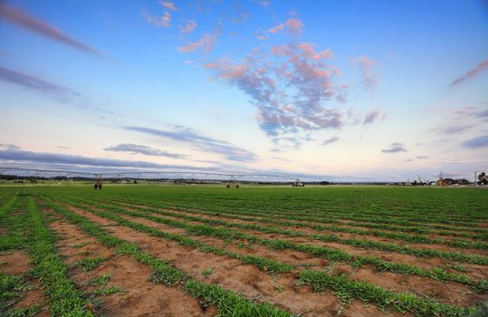 Turf farm at Freemans Reach, NSW Australia.  Lines of buffalo grass with water irrigation system in the far distance. Shallow dof.