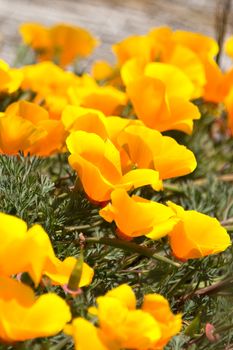 Close-up of yellow flowers, San Francisco, California, USA