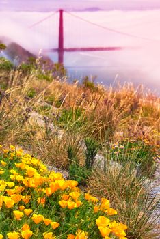 Flowers with suspension bridge in the background, Golden Gate Bridge, San Francisco Bay, San Francisco, California, USA