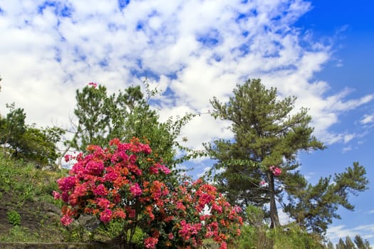 Flowering Bushes. Samosir Island North Sumatra, Indonesia.