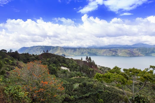 Blooming Tree and Lake Toba. Samosir Island North Sumatra, Indonesia.