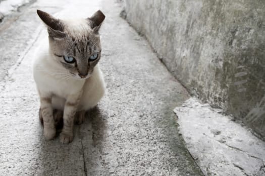 A cat is sitting in a narrow, Asia