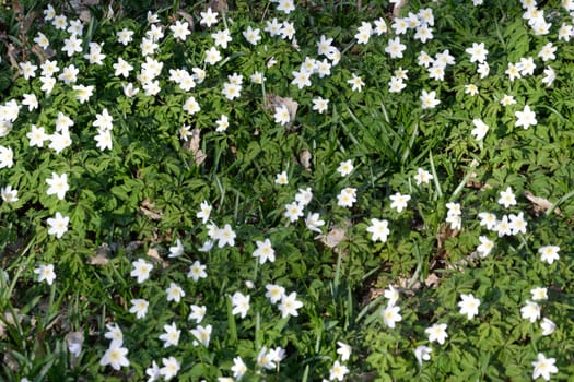 Carpet of white anemones in forest