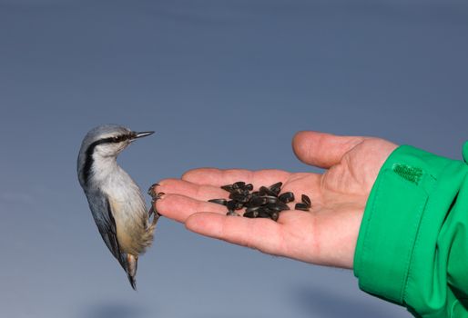 Nuthatch eating seeds from the palm