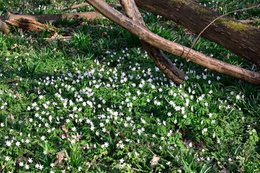 Carpet of anemones in forest