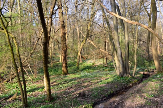 Forest path in spring