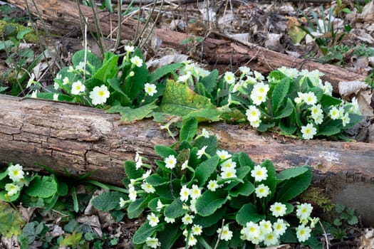 Primroses on log