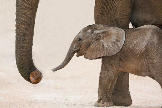 Cute very young baby African elephant reaching out with it's trunk to it's mother