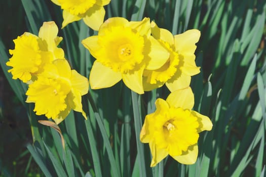 Bunch of daffodils