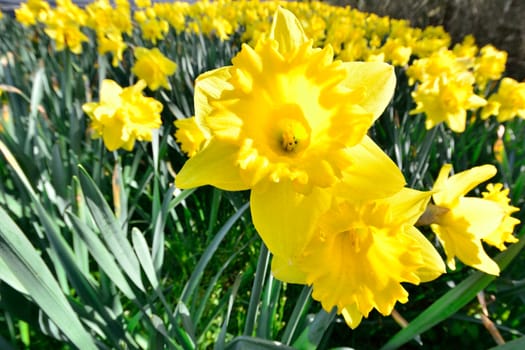 Daffodils close up