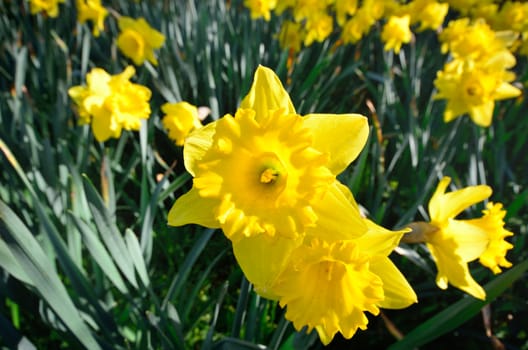 Daffodil up close