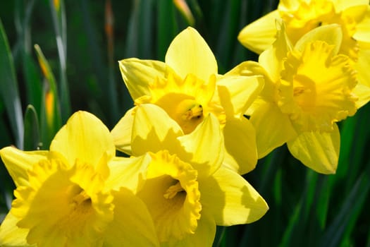 Small group of daffodils at angle