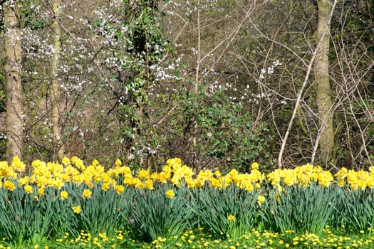 Line of daffodils 