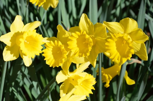 Line of Daffodils close up