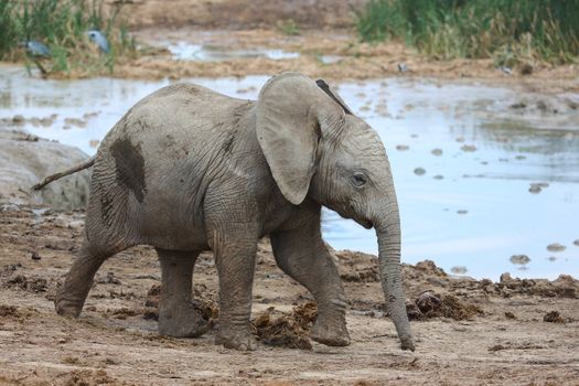 Cute baby African elephant running to the water