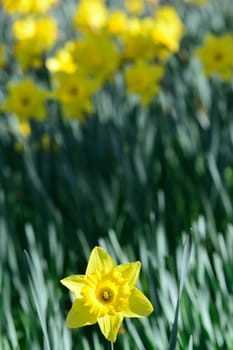 Lonesome daffodil