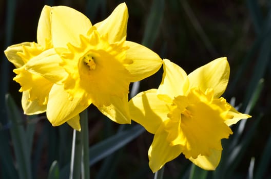 Two Daffodils