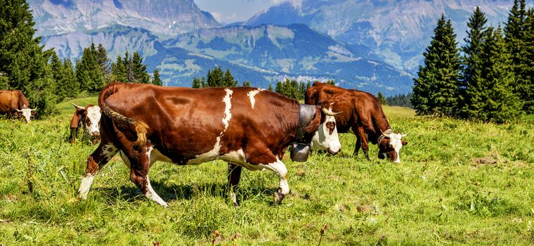 Cow, farm animal in the french alps, Abondance race cow, savy, beaufort sur Doron