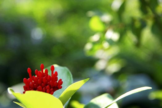 Exotic pink flower blooming on the branch of bush